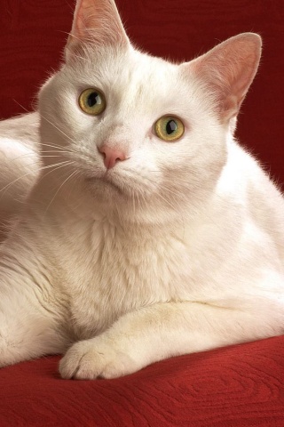 Белой кот на красном диване обои