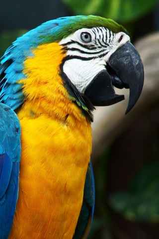 Разноцветынй попугай обои