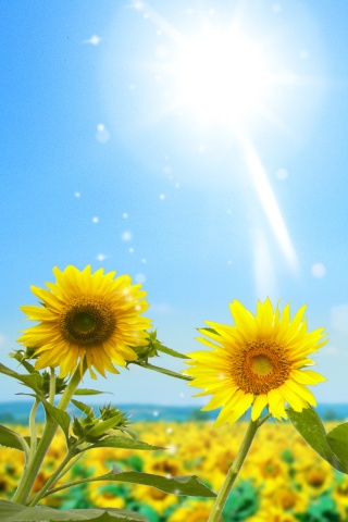 Подсолнухи не смотрят на солнце обои