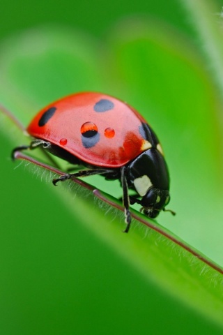Божья коровка обои