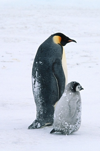 Пингвин с птенцом обои