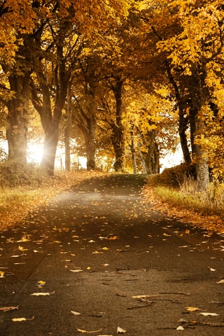 Дорога в осеннем парке обои