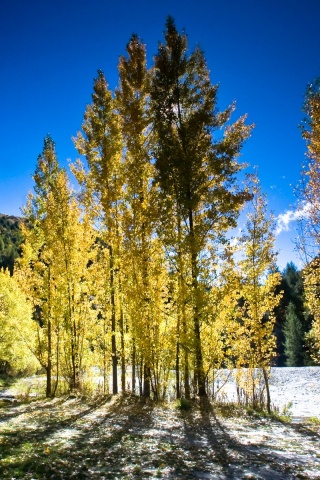 Осень в Новой Зеландии обои