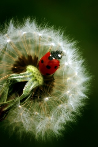 Божья коровка на одуванчике обои