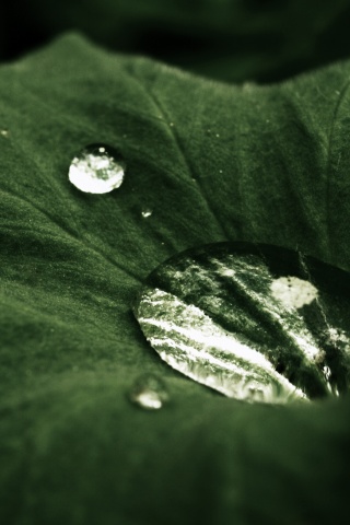 Капля в листе обои