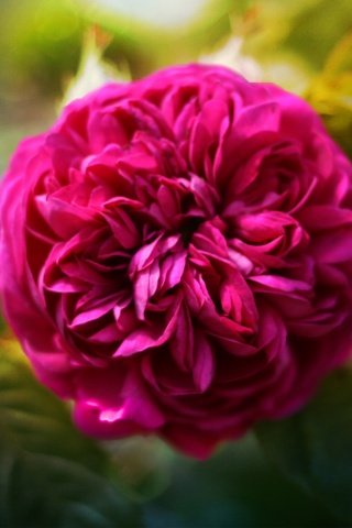 Клевер крупным планом обои