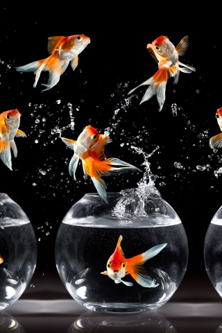 Аквариумы жонглируют рыбами обои