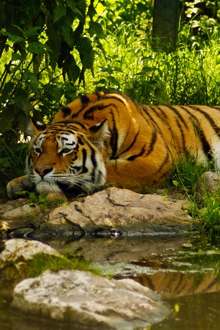 Тигр отдыхает обои