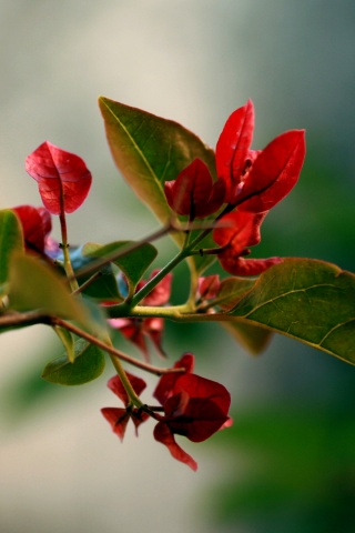 Разноцветные листья обои