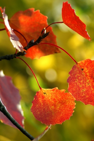Красные листья обои