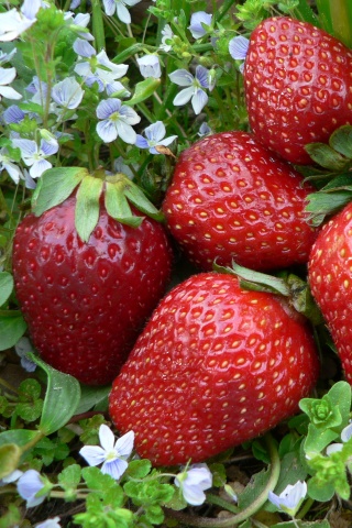 Клубника обои