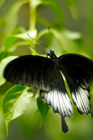Бабочка с чёрно-белыми крыльями обои