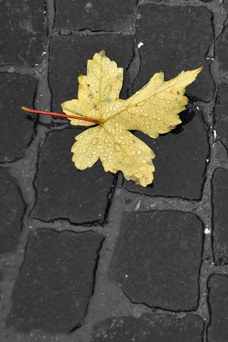 Упавший лист на мостовой обои