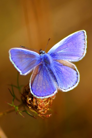 Бабочка с фиолетовыми крыльями обои