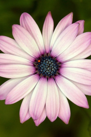 Макро фотография цветка обои