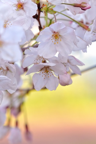 Цветение вишни обои