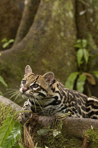 Оцелот обои