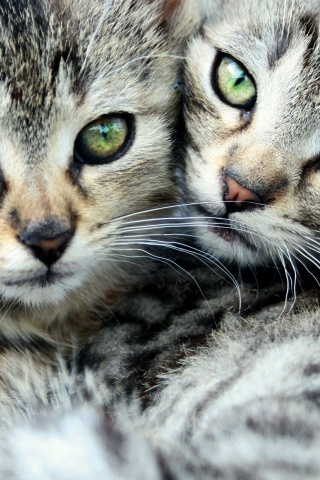 Котята в обнимку обои