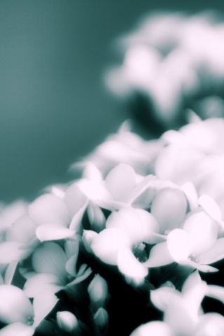 Белоснежные цветочки обои