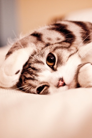 Прикольный кошак обои