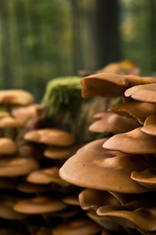 Лесные грибы на пне обои