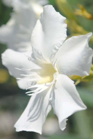 Эухарис, амазонская лилия обои