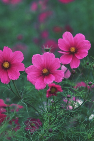 Яркие розовые цветы обои