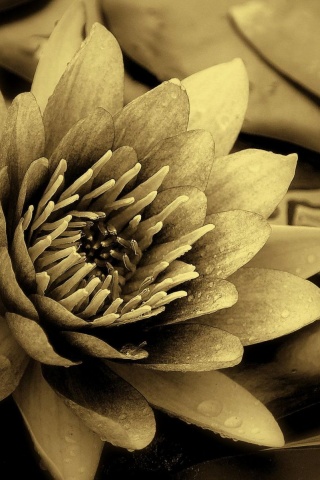 Кувшинка обои