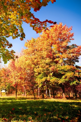 Осень в лесу обои