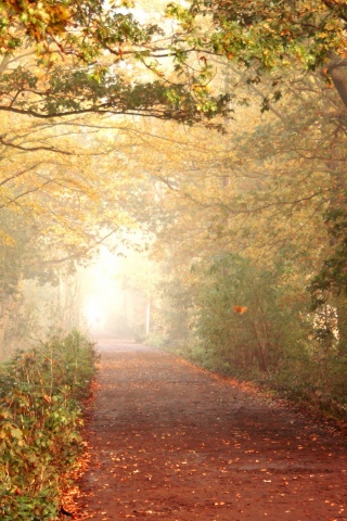 Парковая дорожка обои