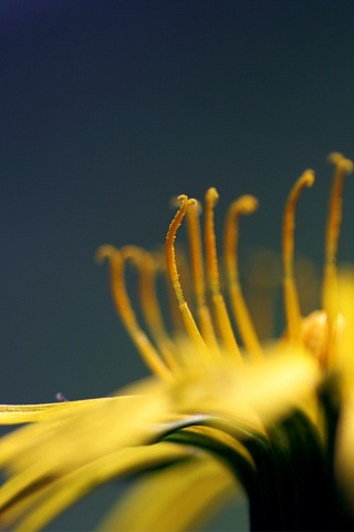 Тычинки обои