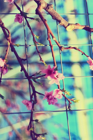 Ветка за сеткой обои