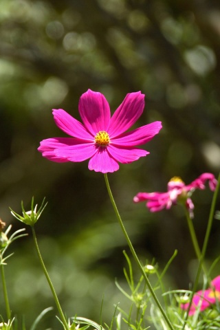 Белые и розовые цветочки обои