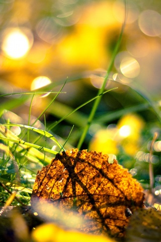 Опавший лист в траве обои