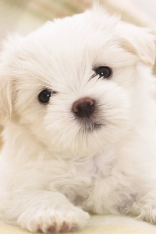 Щенок мальтийской болонки обои