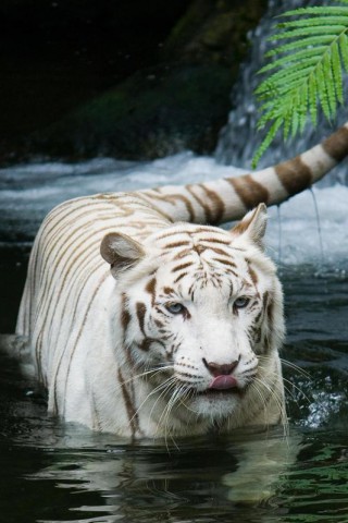 Белый тигр обои