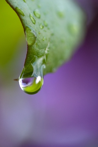 Капля на листе обои