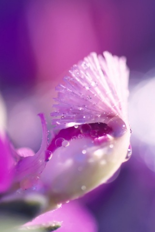 Капли на лиловом цветке обои