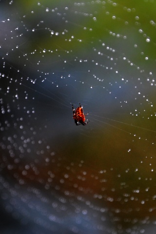 Паук на паутине обои