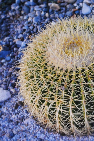 Круглый кактус обои