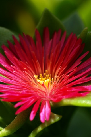 Чудесный цветок обои