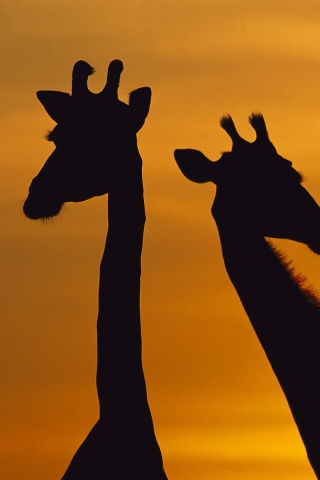 Три силуэта жирафов на фоне неба обои