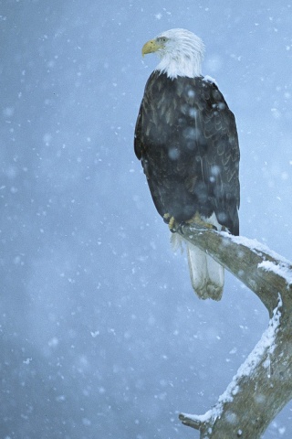 Орлы на ветке в снегопад обои