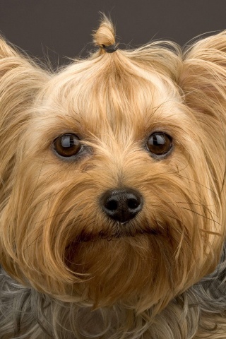 Йоркширский терьер обои