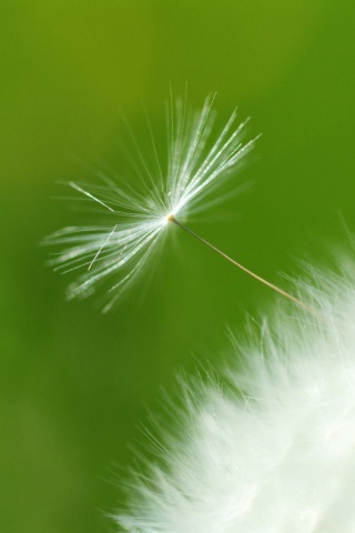Пушинка одуванчика обои