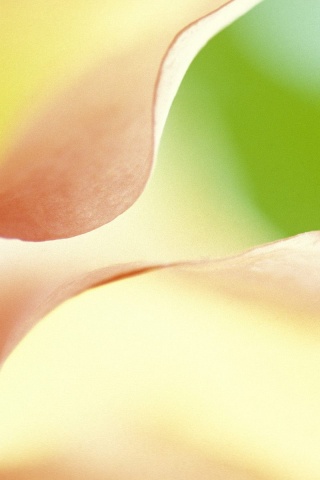 Оттенки природы обои