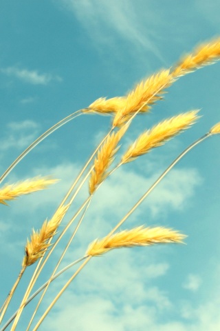 Колосья обои