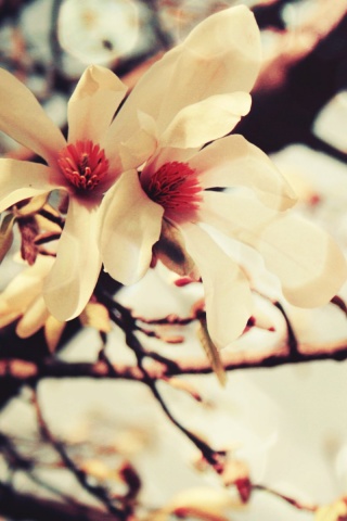 Цветы вишневого дерева обои