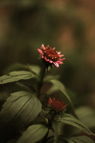 Фотография цветка обои