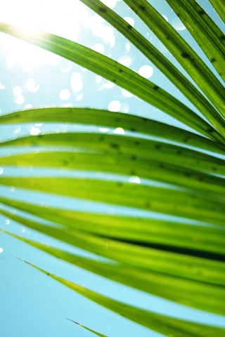 Солнце просвечивает сквозь пальмовый лист обои